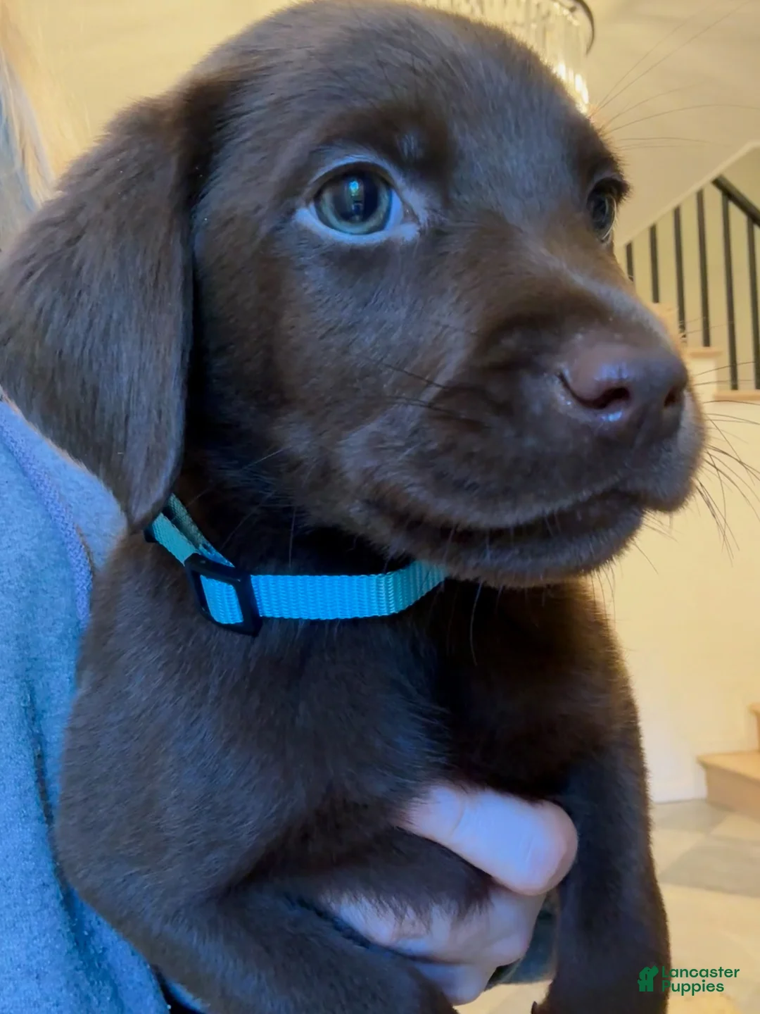 Labrador Retriever dogs for sale: Blue Collar Chocolate Male Lab Puppy - Ad 2