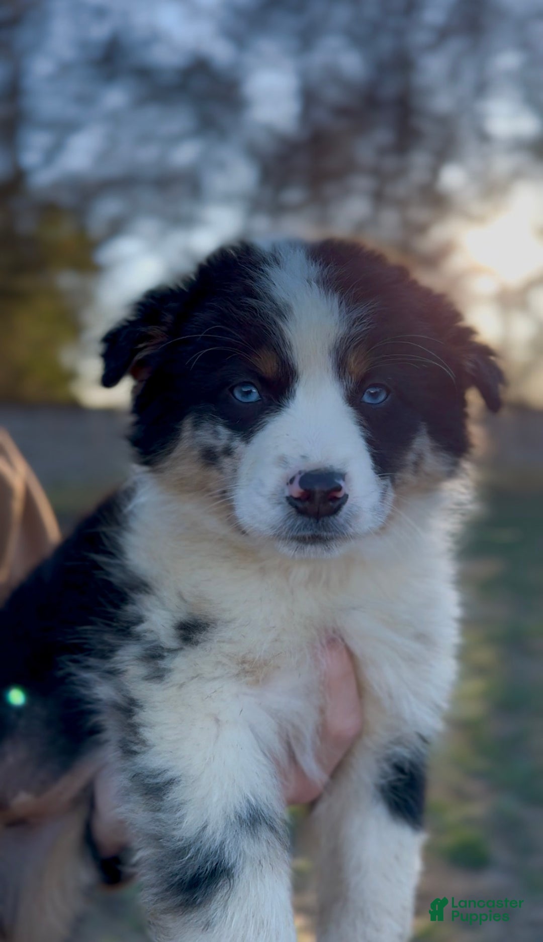 Miniature Australian Shepherd dogs for sale: Ember  - Ad 1