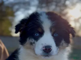 Miniature Australian Shepherd dogs Ember - Ad 5