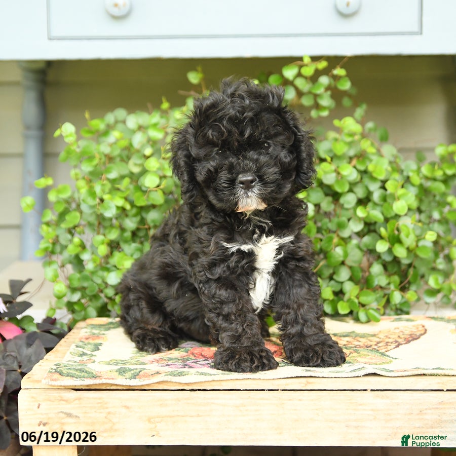 Cockapoo dogs Midnght - Ad 2