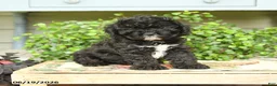 Cockapoo dogs for sale: Midnght - Ad 2