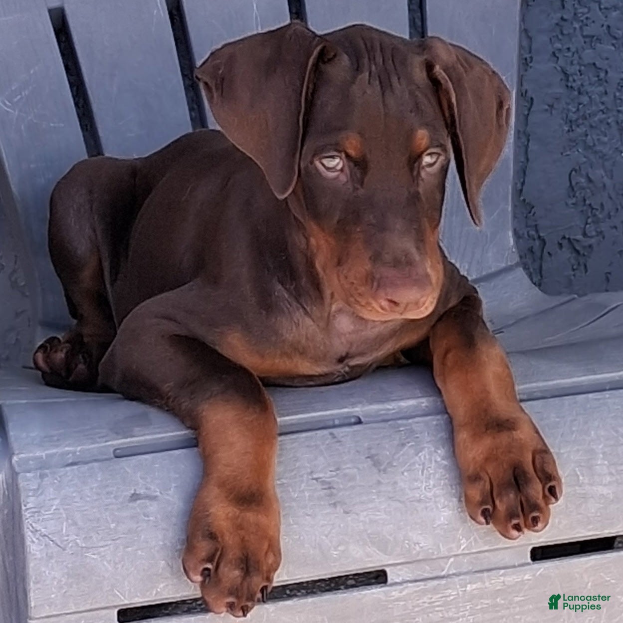 Doberman Pinscher dogs Doberman Pinscher Puppy 2 - Ad 2