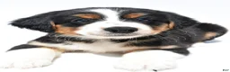 Australian Shepherd dogs for sale: Muffy - Ad 4