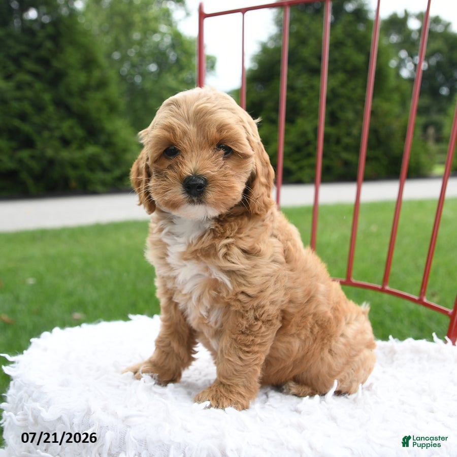 Cockapoo dogs Leah - Ad 1