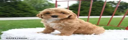Cockapoo dogs for sale: Leah - Ad 1