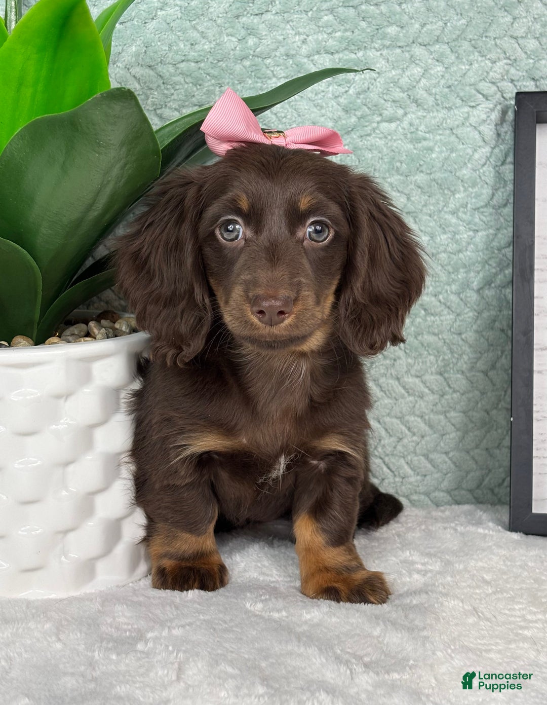 Miniature Dachshund dogs for sale: Daisy  - Ad 1