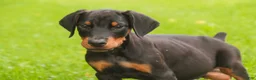 Doberman Pinscher dogs for sale: Malcolm - Ad 1