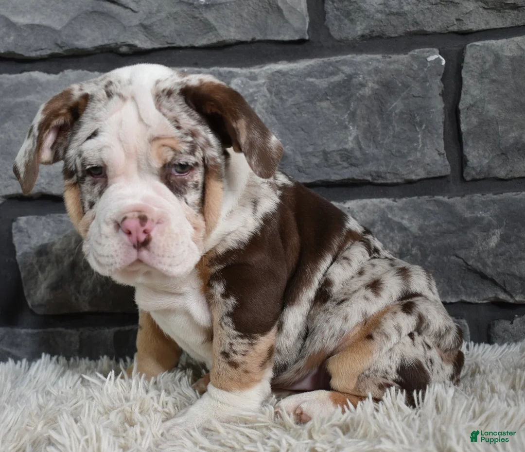 Mixed Breed dogs for sale: Bailey  - Ad 1