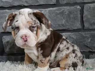 Mixed Breed dogs Bailey - Ad 24