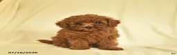 Toy Poodle dogs for sale: Luke  - Ad 3