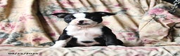 Boston Terrier dogs for sale: Molly - Ad 7