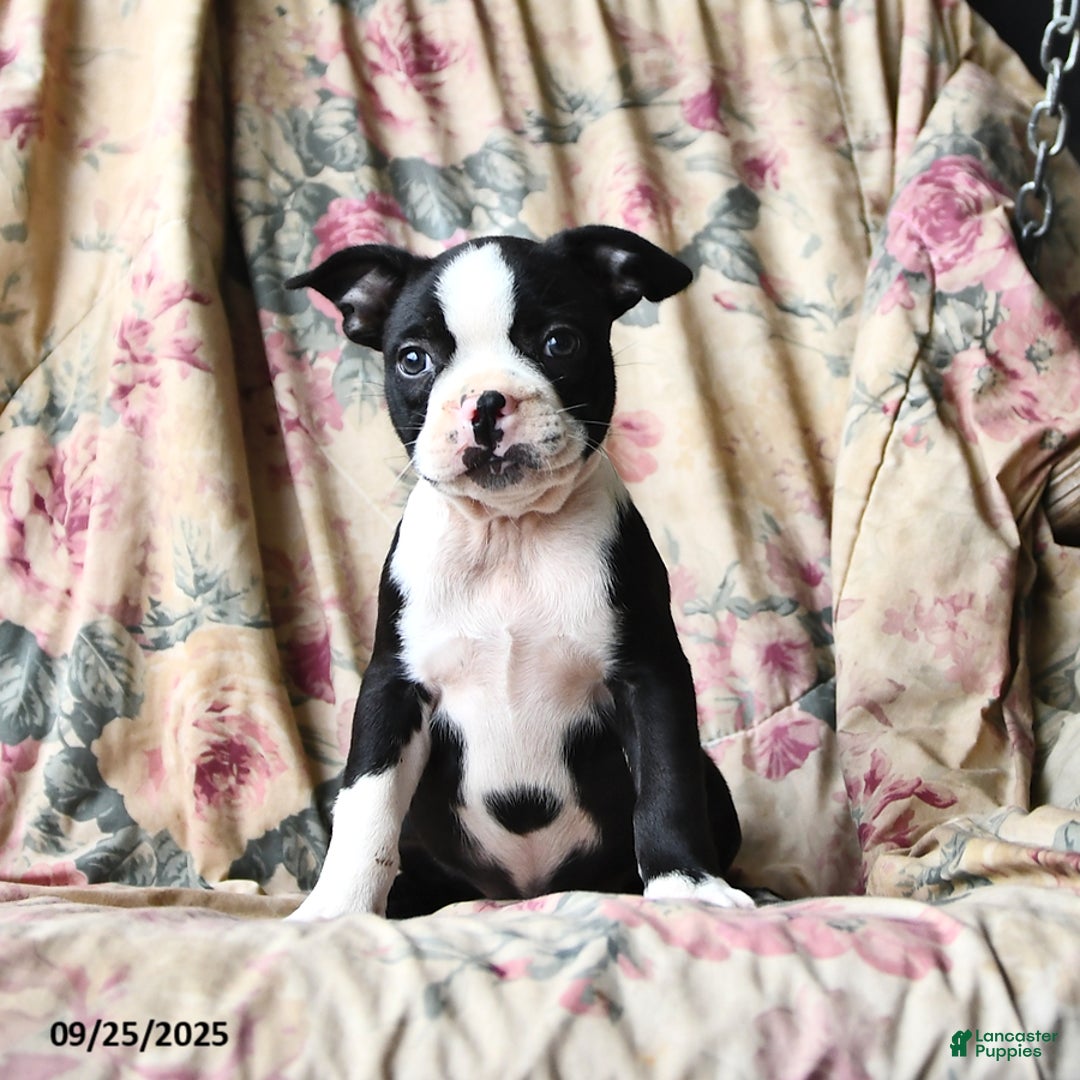 Boston Terrier dogs for sale: Molly - Ad 7