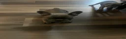 French Bulldog dogs for sale: French Bulldog 1 - Ad 4