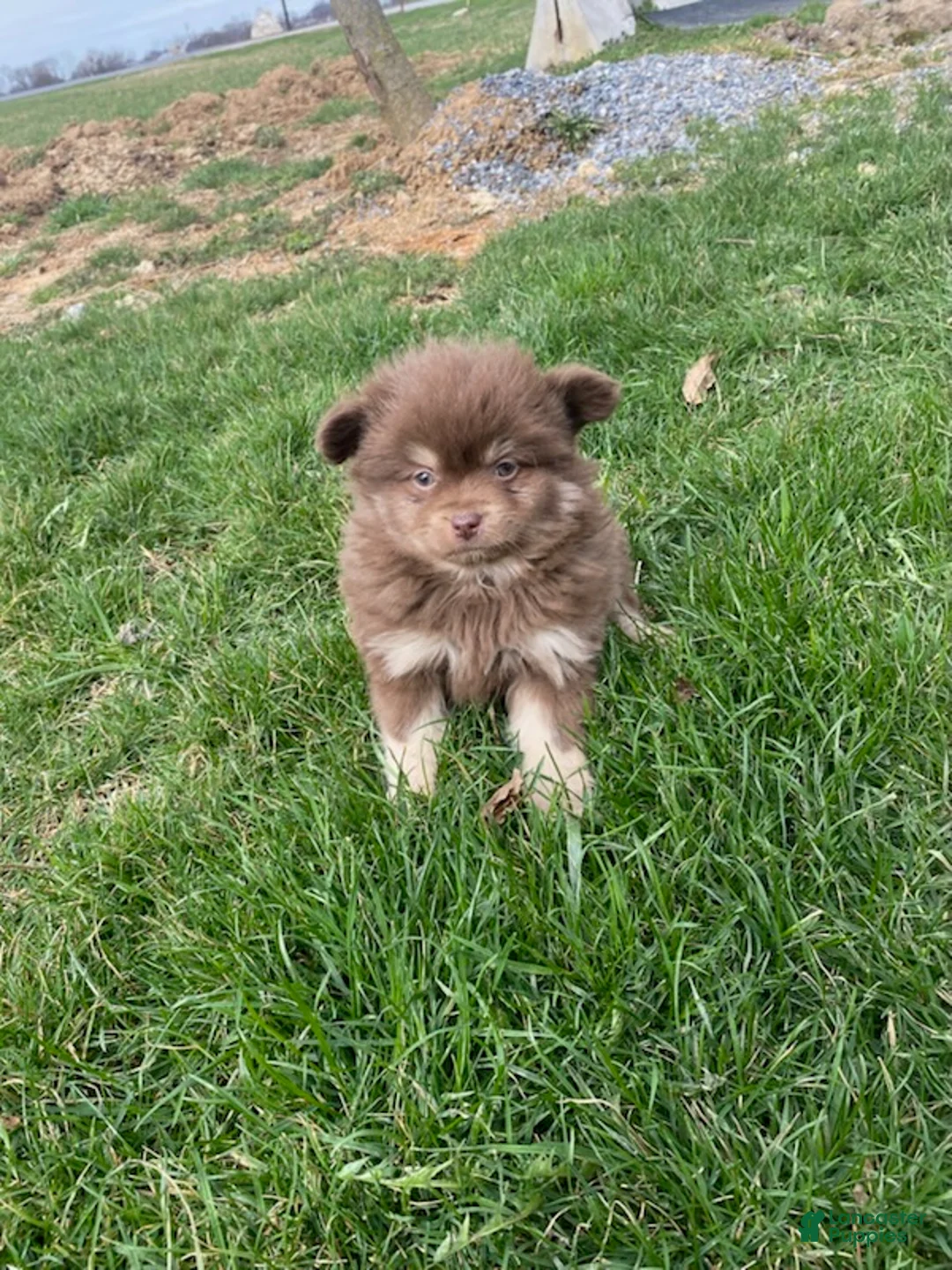 Pomeranian dogs for sale: Billy  - Ad 1