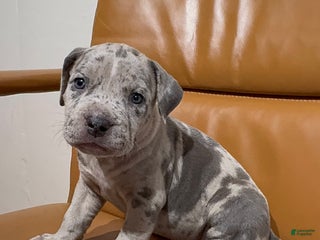 American Bully dogs American Bully Puppy 4 - Ad 39