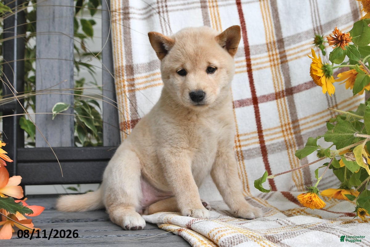 Shiba Inu dogs Rosie - Ad 1