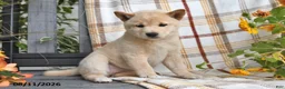 Shiba Inu dogs for sale: Rosie - Ad 1