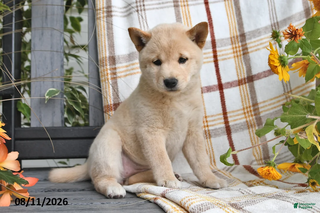 Shiba Inu dogs for sale: Rosie - Ad 1