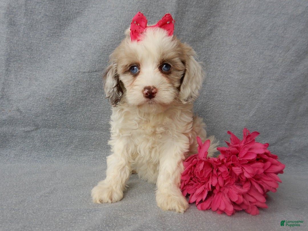 Cockapoo dogs for sale: Lauren - Ad 7