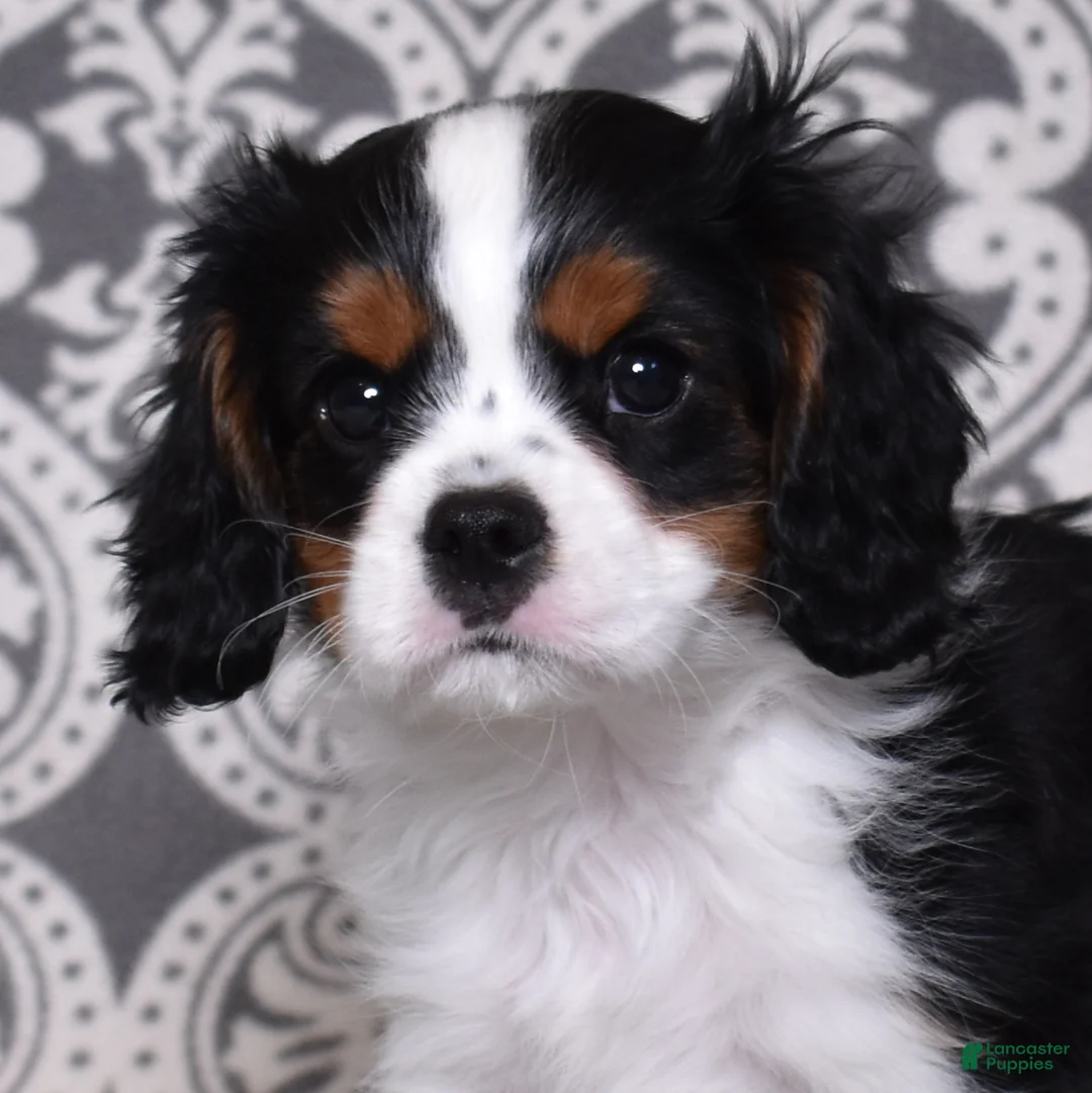 Cavalier King Charles Spaniel dogs for sale: Oreo - Ad 1