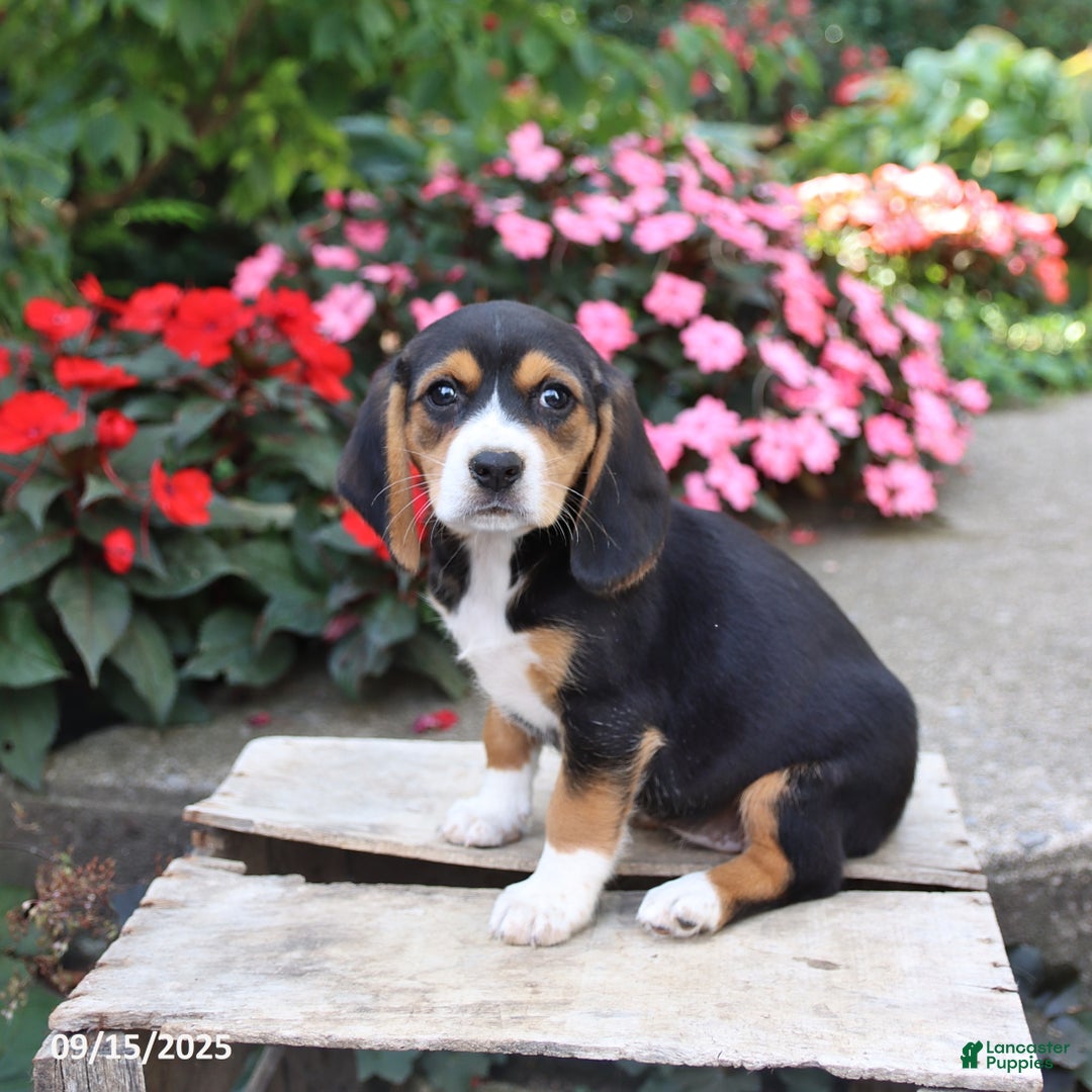 Beagle dogs for sale: Zoe - Ad 3