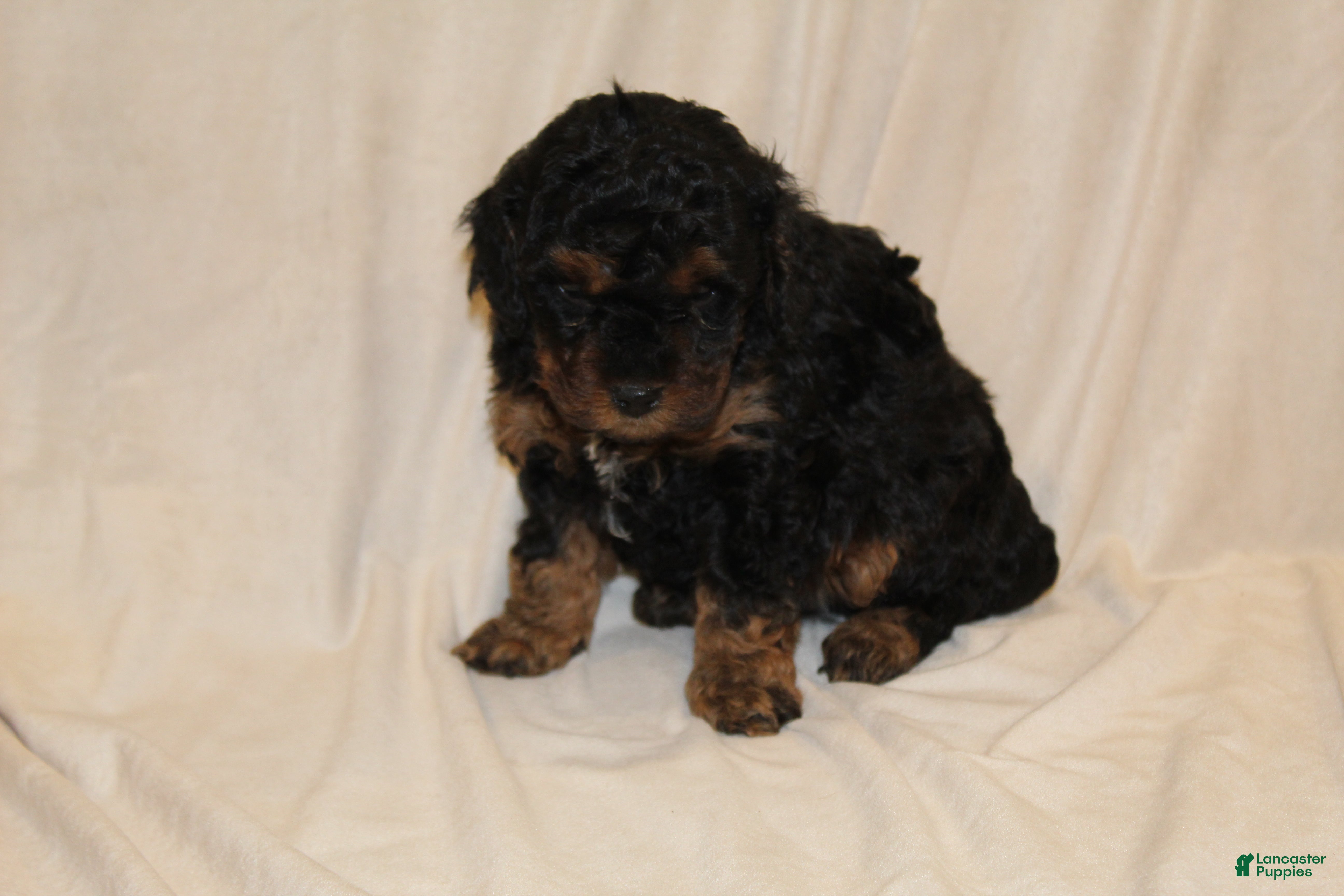 Cavapoo dogs Midnight - Ad 1