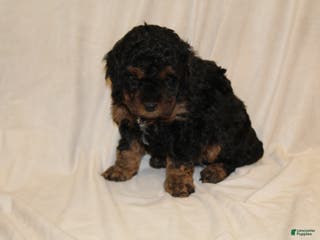 Cavapoo dogs Midnight - Ad 3