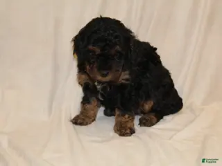 Cavapoo dogs Midnight - Ad 1