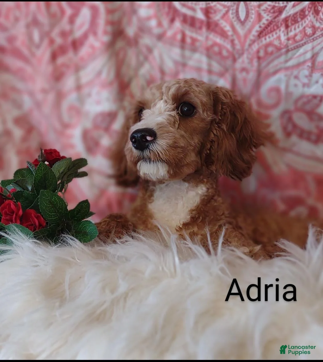 Cavapoo dogs for sale: Cavapoo F1b 8 Aslan - Ad 19