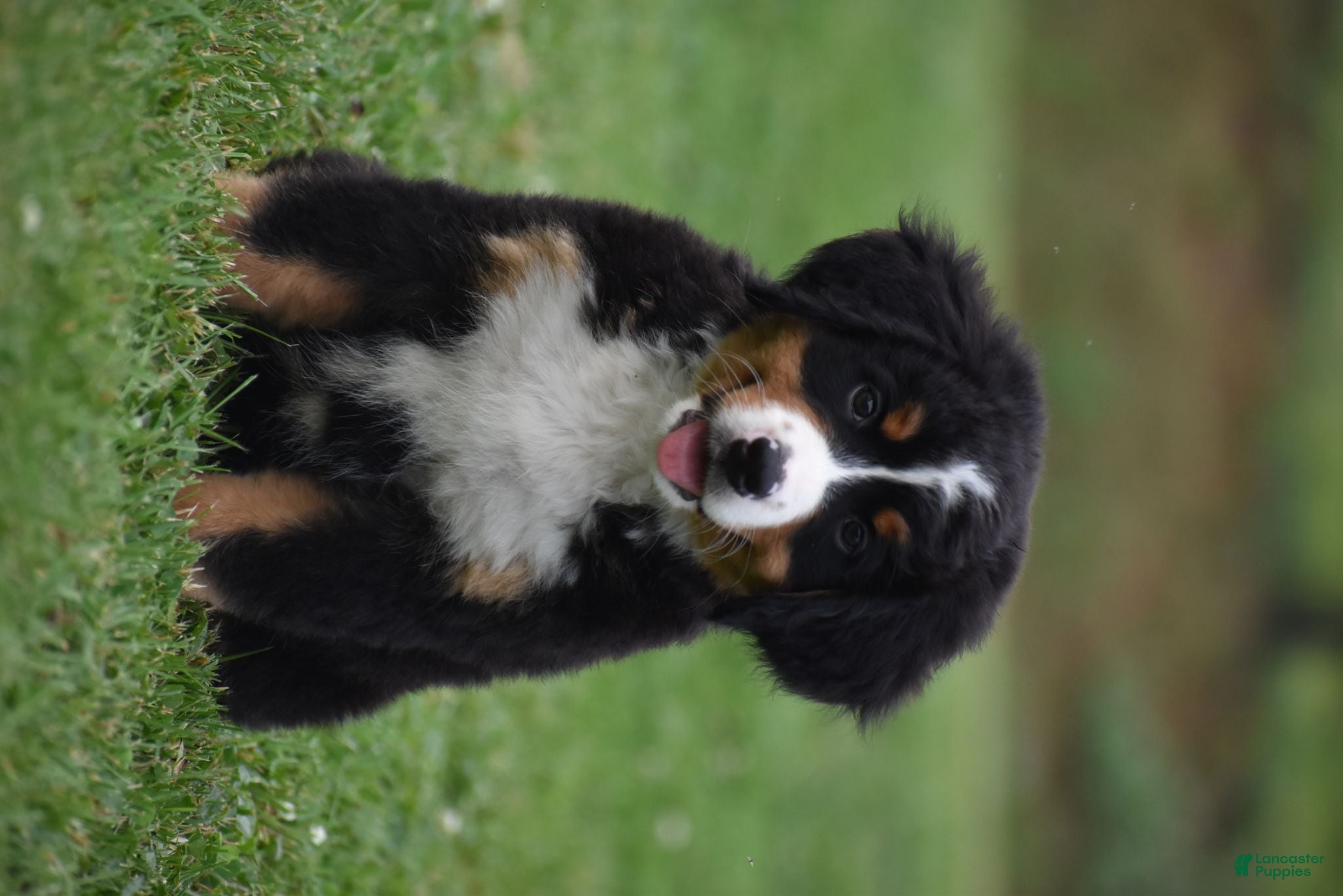 Bernese Mountain Dog dogs Princess - Ad 2