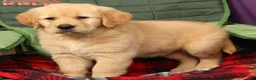 Golden Retriever dogs for sale: Aerie - Ad 8