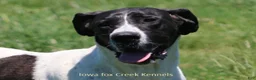 Mixed Breed dogs for sale: Mixed Breed 2 - Ad 9