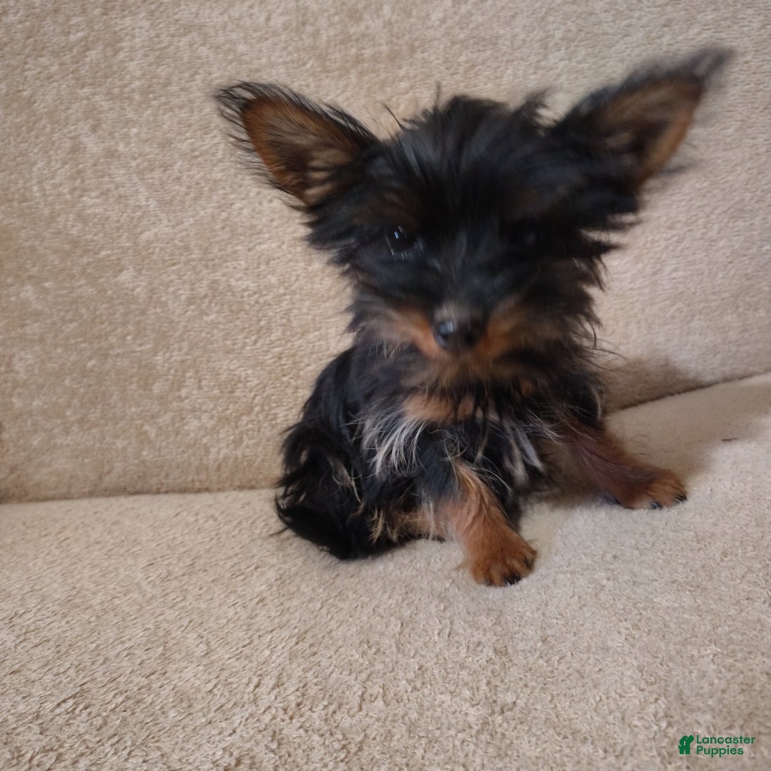 Pomchi dogs for sale: Monte - Ad 7