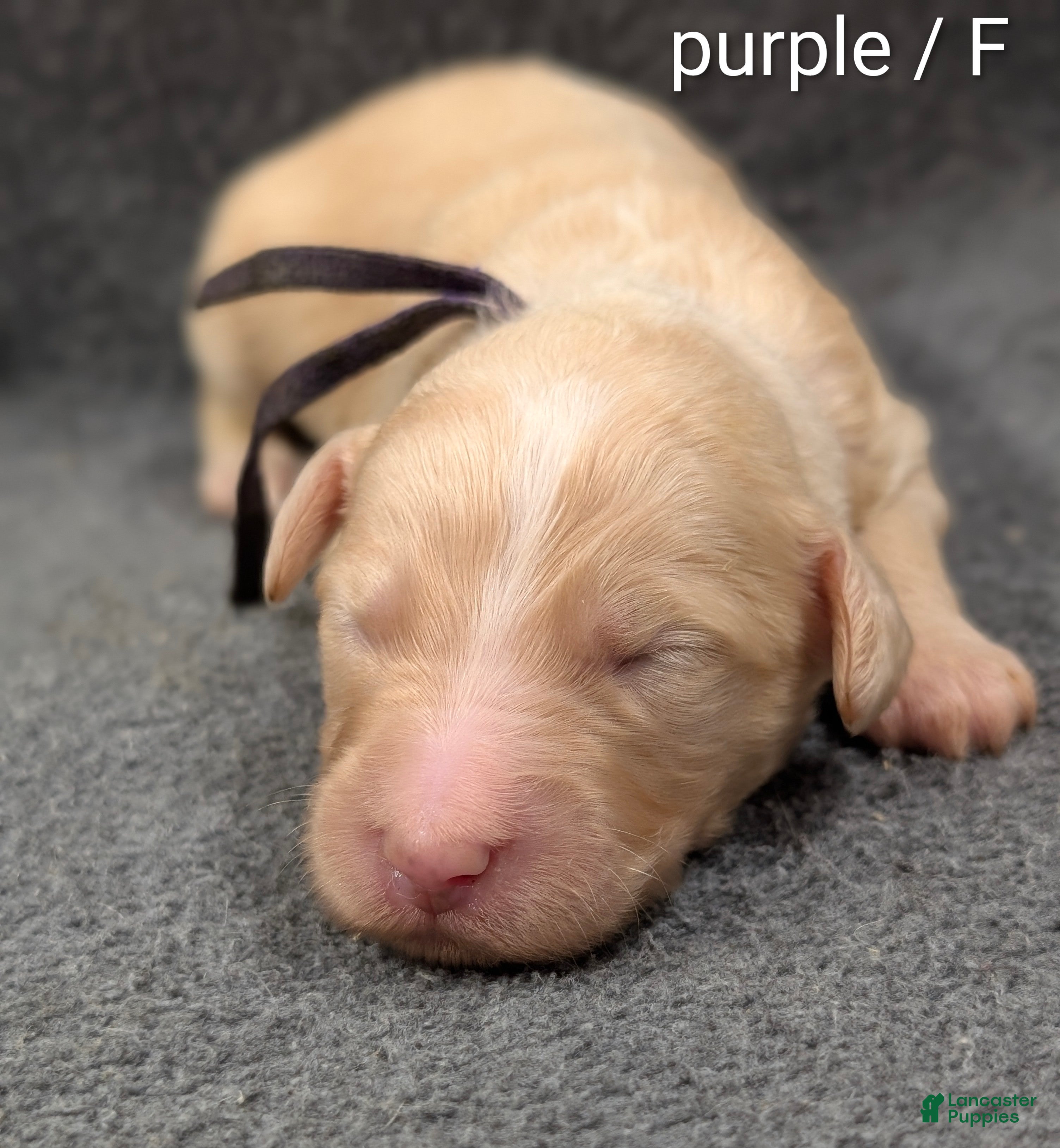 Sheepadoodle dogs Purple collar - Ad 2