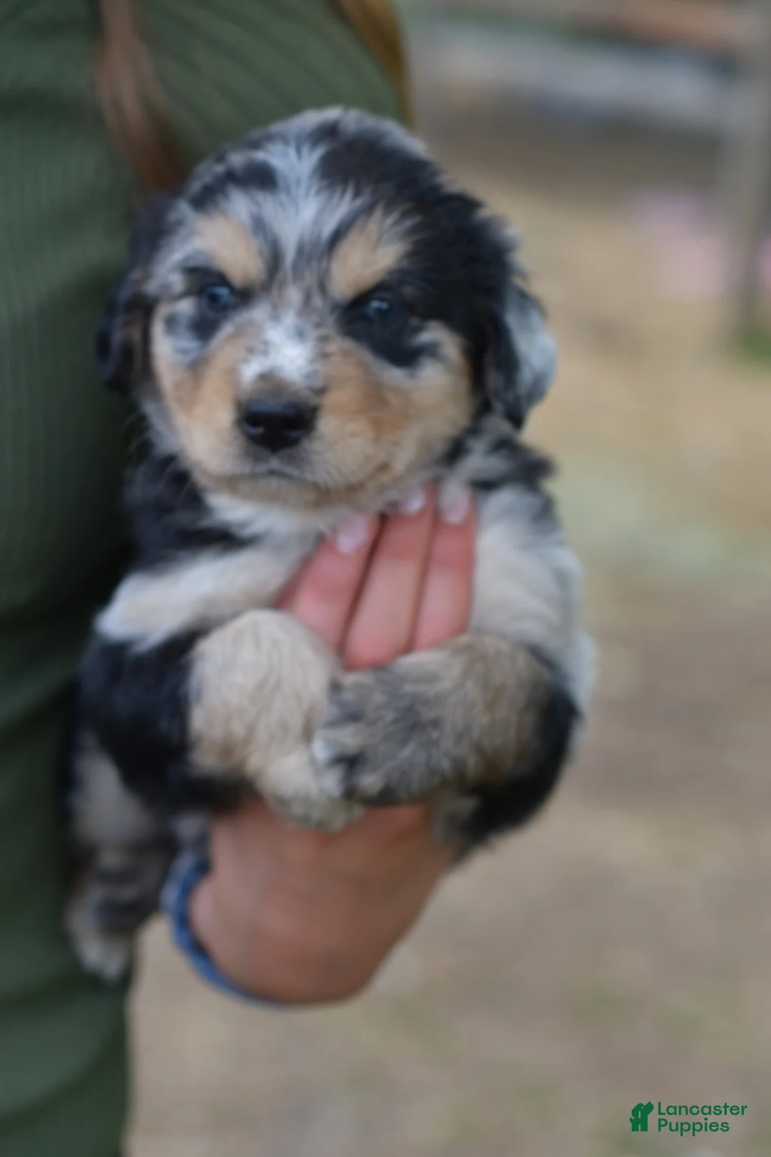 Mixed Breed dogs for sale: Cowboy 1 - Ad 2