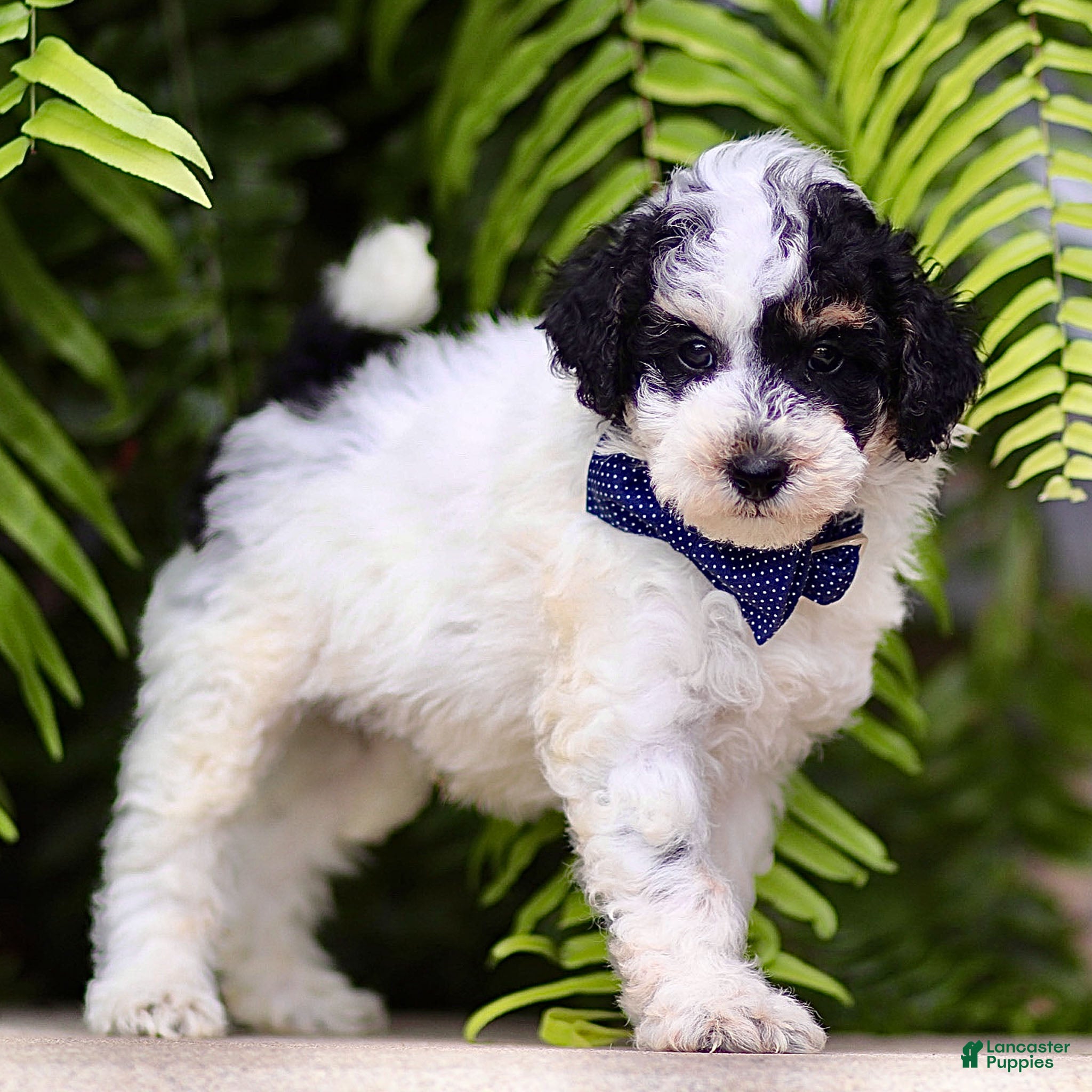 Toy Poodle dogs Tanner - Ad 1