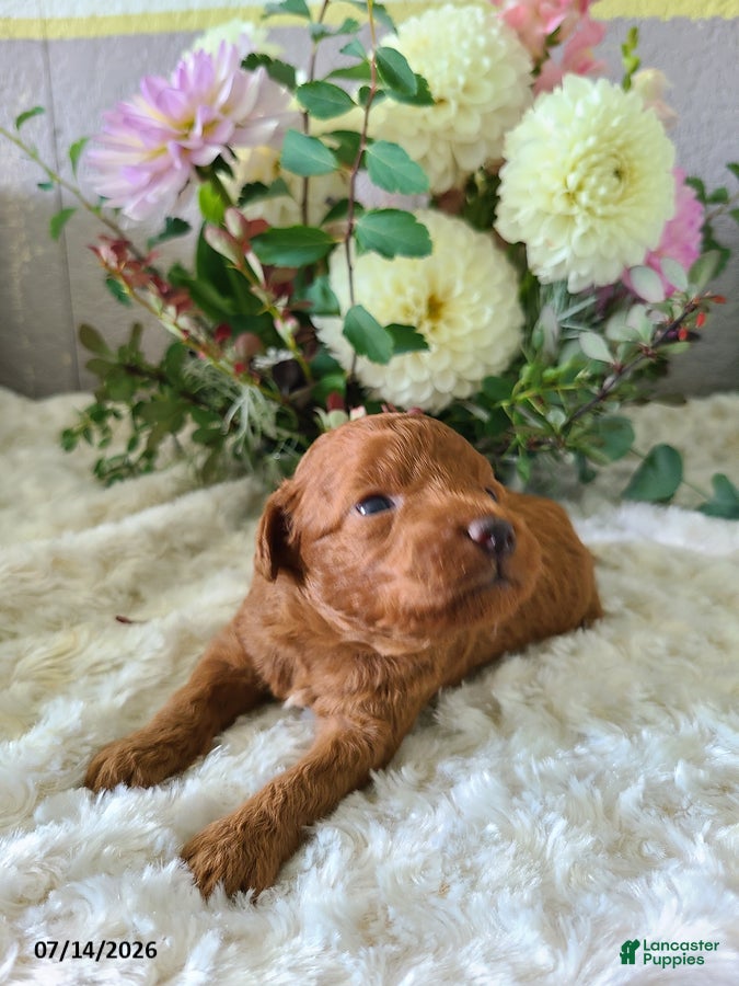 Mini Goldendoodle dogs Ian - Ad 2