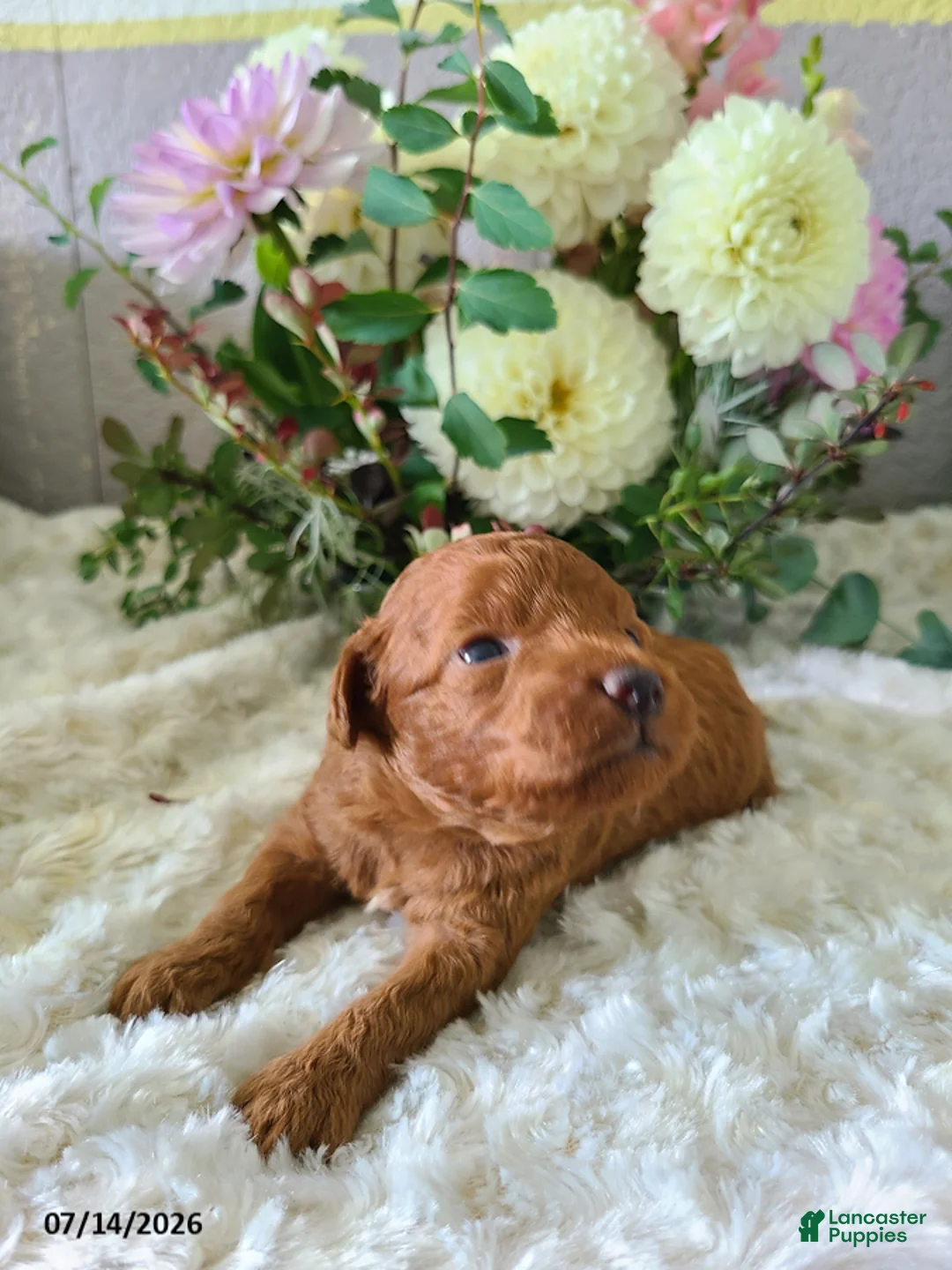 Mini Goldendoodle dogs for sale: Ian - Ad 2