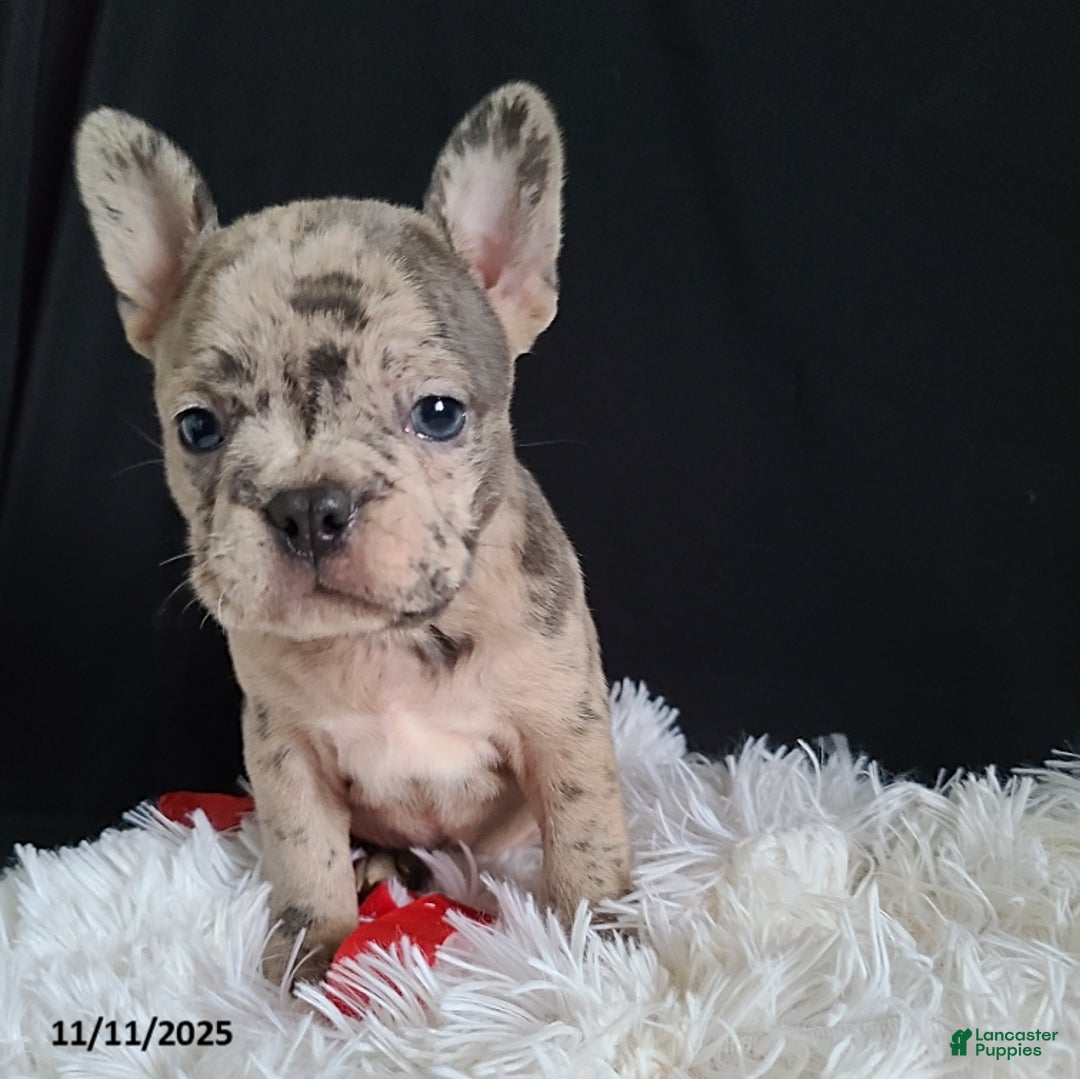 Frenchton dogs for sale: Pebbles - Ad 20
