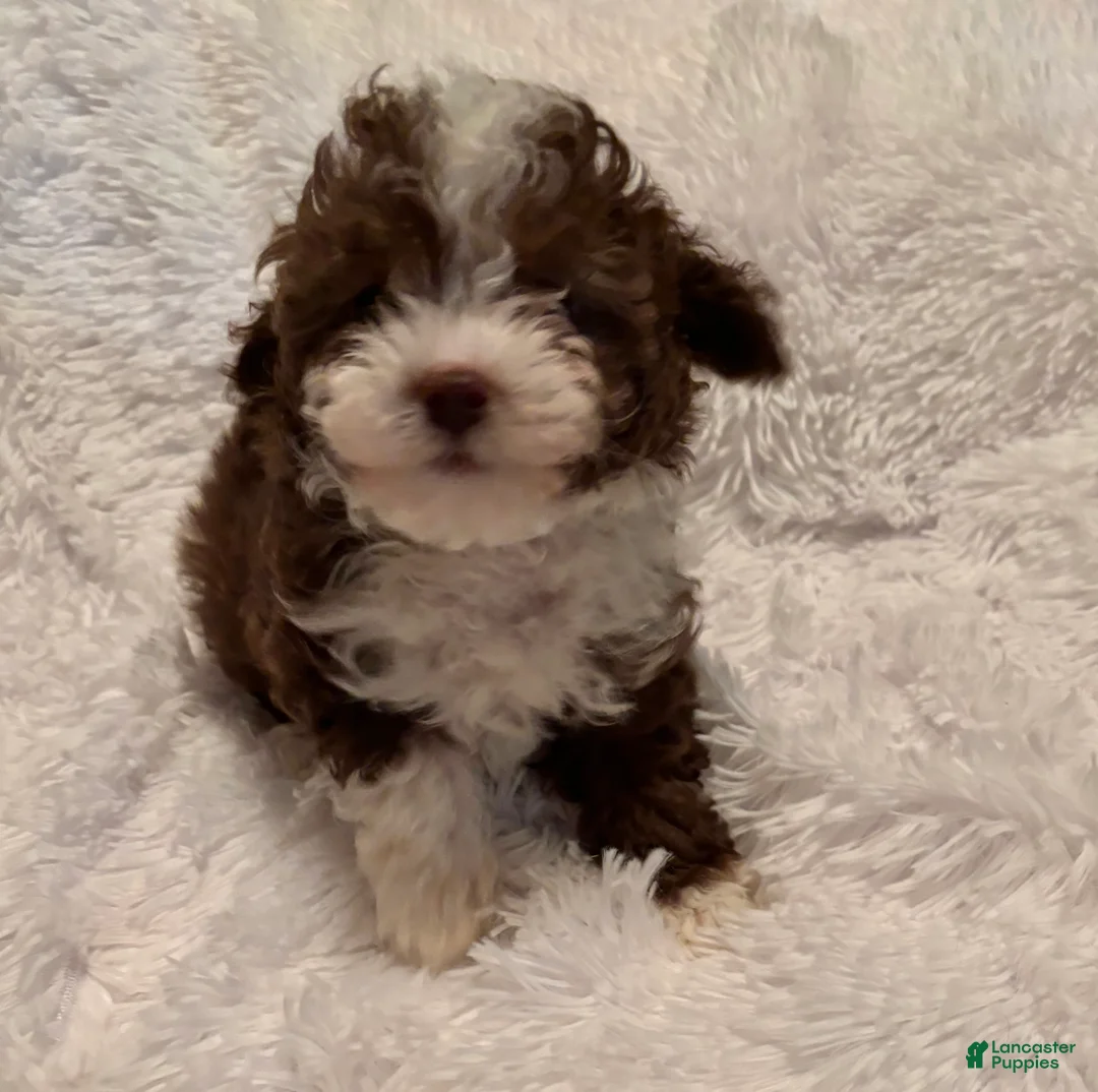 Toy Poodle dogs for sale: Toy Poodle Puppy 1 - Ad 5