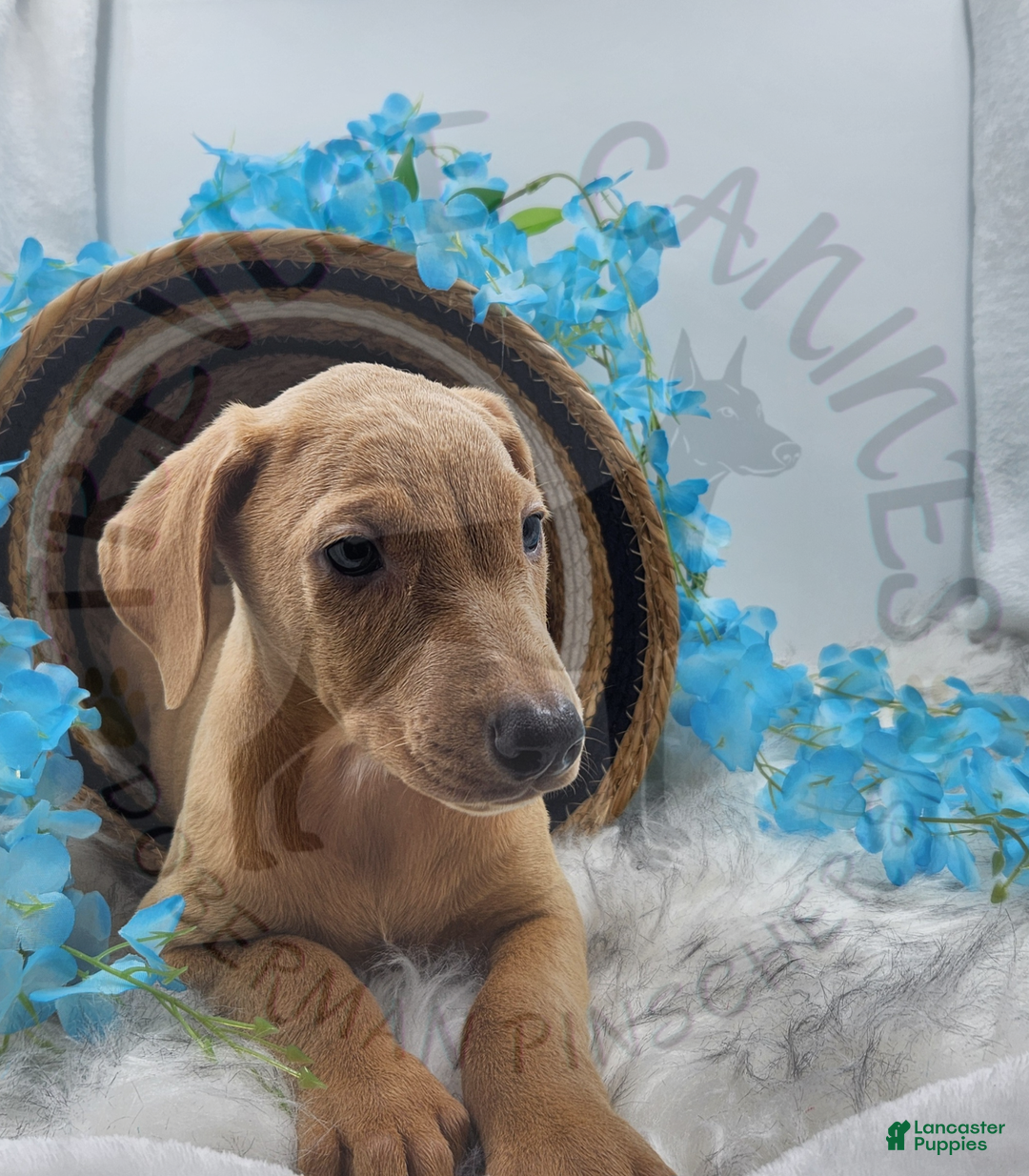 Doberman Pinscher dogs for sale: Aspen - Ad 2