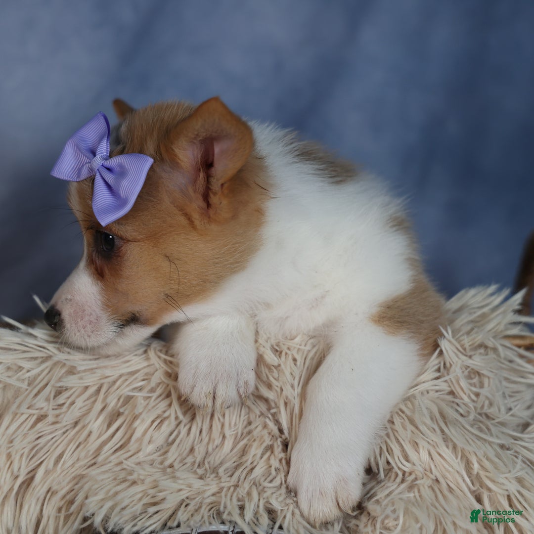 Welsh Corgi Pembroke dogs for sale: Dora - Ad 4