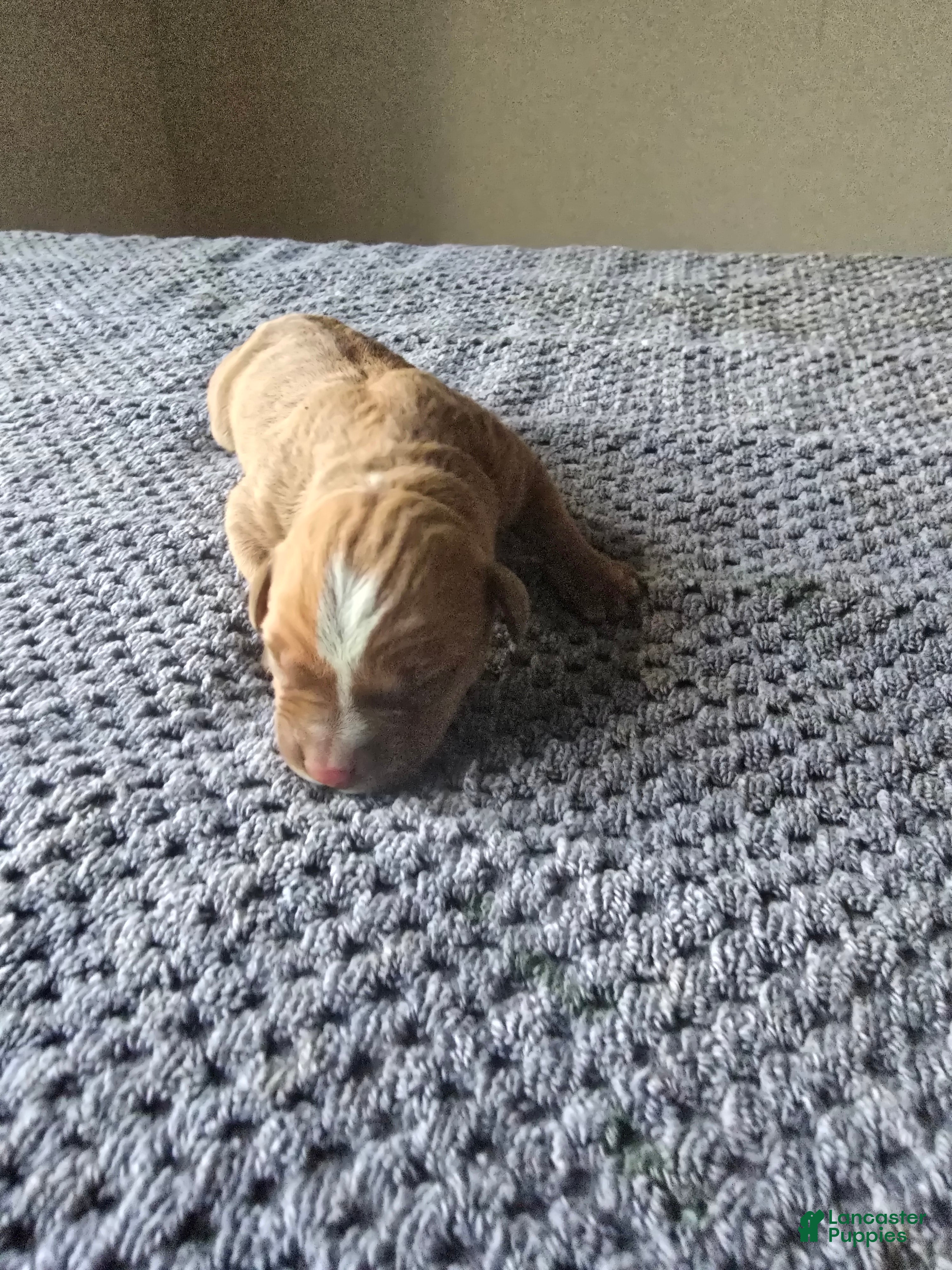 American Bully dogs American Bully Puppy 2 - Ad 7