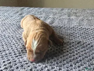 American Bully dogs American Bully Puppy 2 - Ad 7