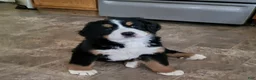 Bernese Mountain Dog dogs for sale: Bernese Mountain Dog Puppy 1 - Ad 4