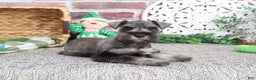 Miniature Schnauzer dogs for sale: Wayne - Ad 3