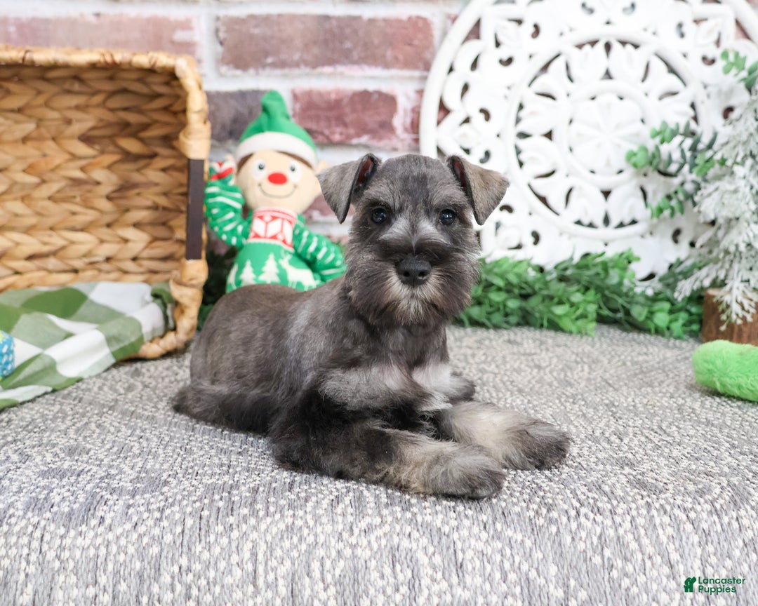 Miniature Schnauzer dogs for sale: Wayne - Ad 3