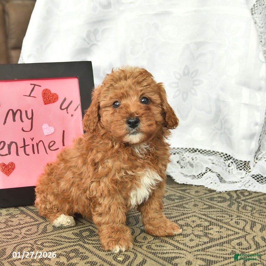 Miniature Poodle dogs Cash  - Ad 6