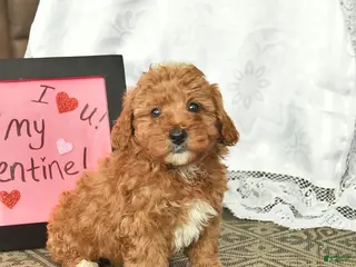 Miniature Poodle dogs Cash - Ad 6