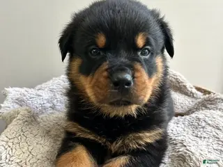 Rottweiler dogs for sale: Hershey - Ad 3